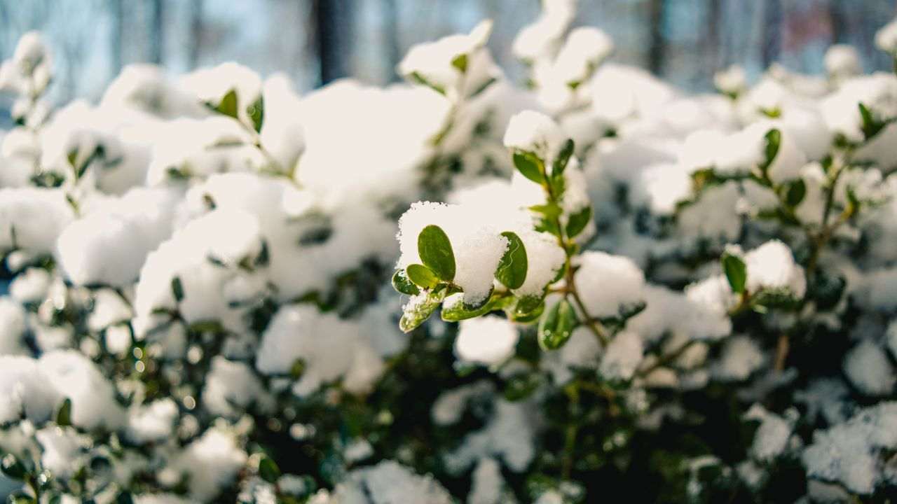 Piante e neve consigli coltivazione