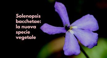 Solenopsis bacchettae, l’affascinante scoperta di una nuova specie di pianta