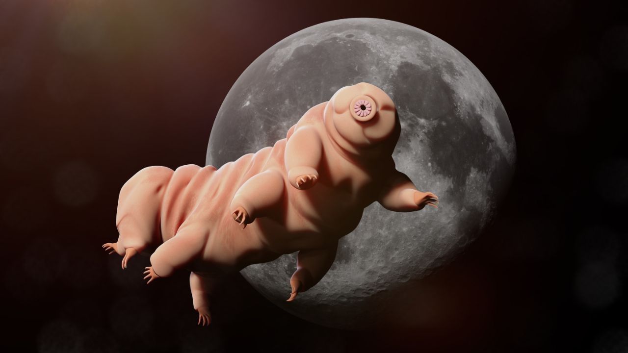 animale tardigrado