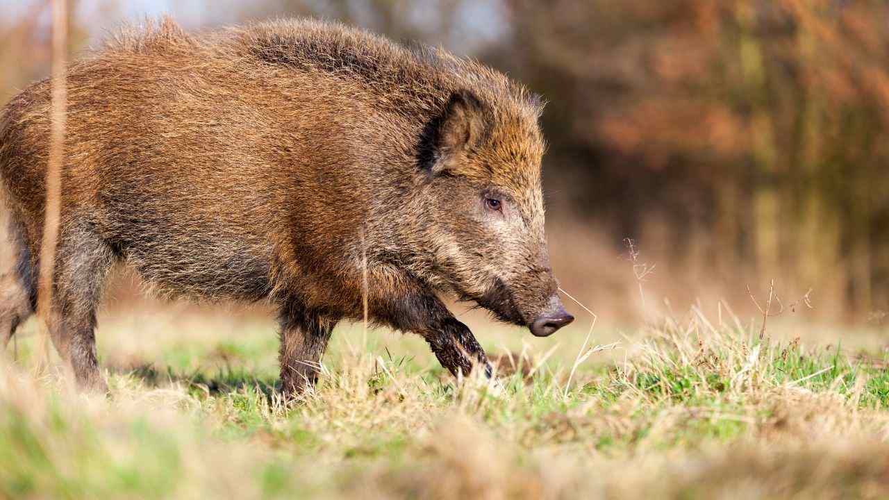 animali selvatici abbattimento