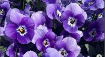 Viole, come curarle in inverno: non commettere questi errori