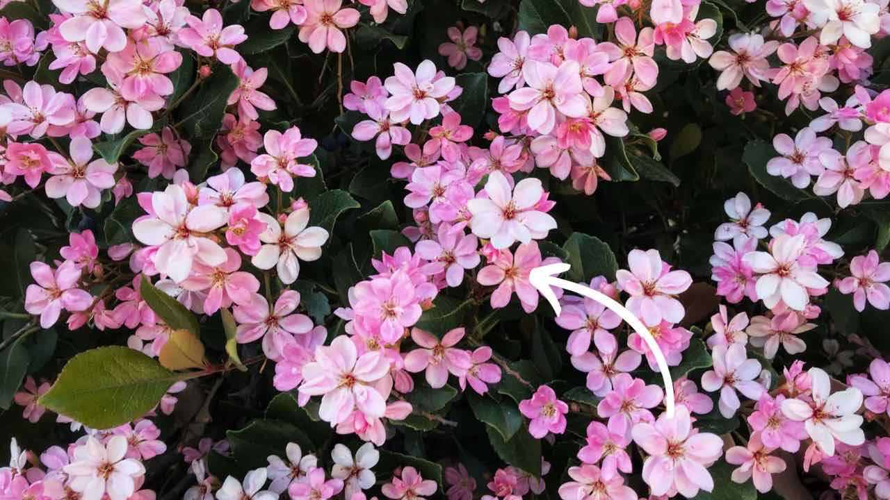 BIANCOSPINO FIORITURA INVERNO