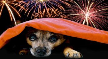 Proteggere cani e gatti dai botti di Capodanno, piccoli trucchi per grandi risultati