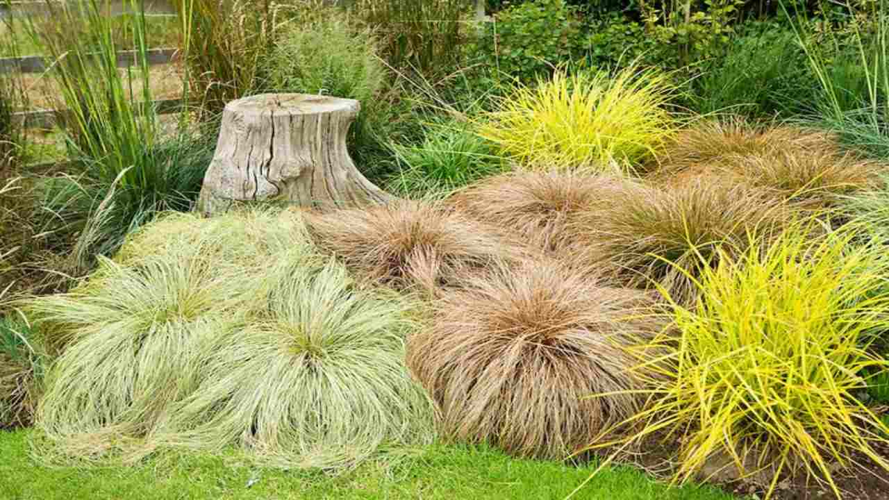 carex pianta cespugliosa facile coltivare nostri consigli