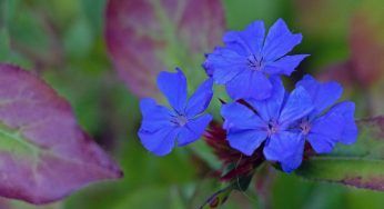 Ceratostigma, la pianta dai fiori blu intenso: come coltivarla