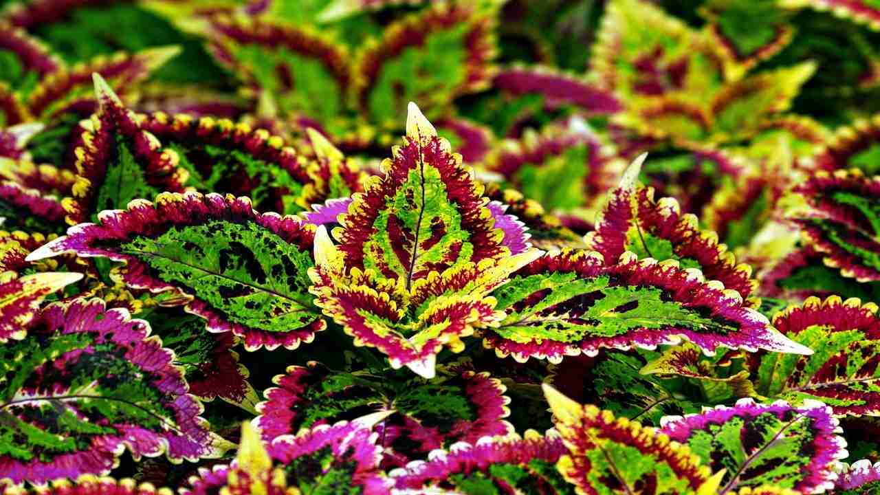 Coleus talea foglie