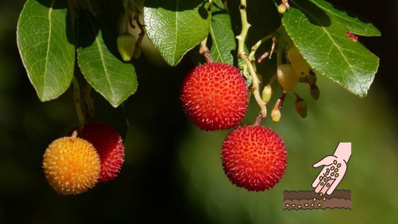 albero corbezzolo semina