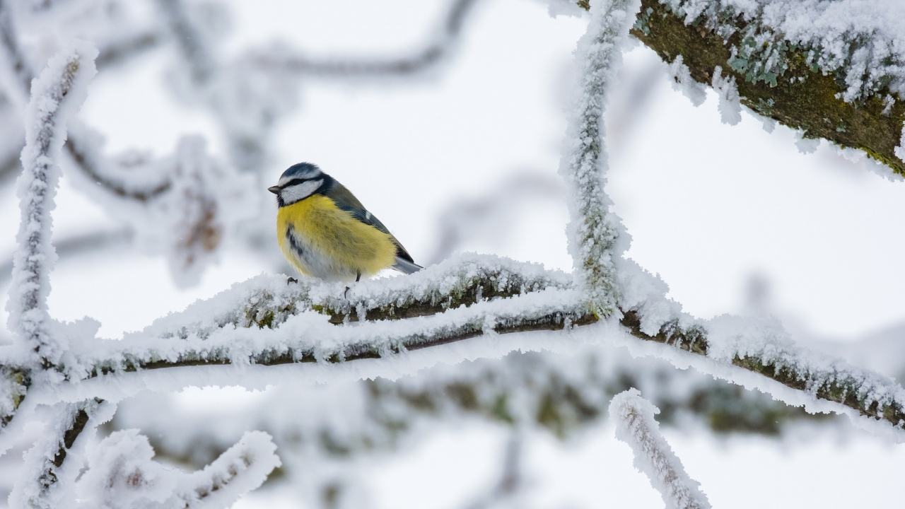 animali, inverno, habitat, cibo, selvatici