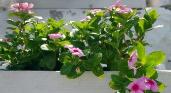 Dipladenia, la potatura è importante: eseguila in questo modo per non sbagliare