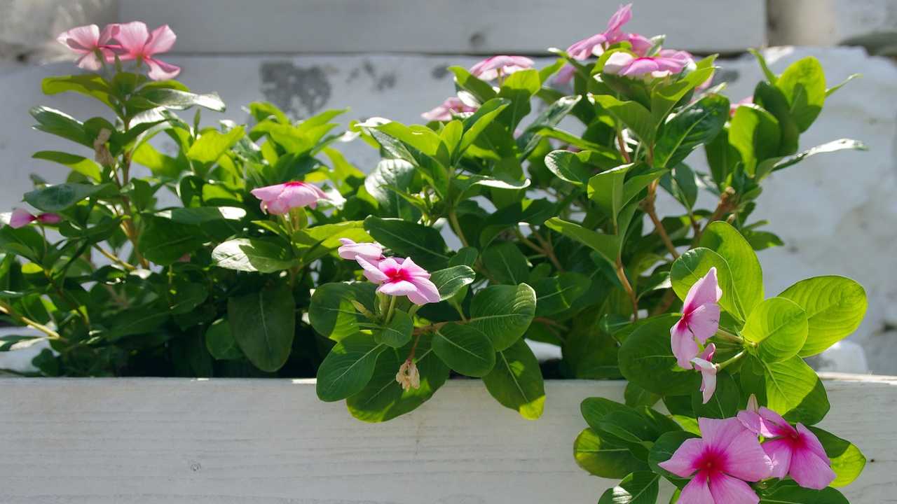 dipladenia potatura importante eseguila questo modo non puoi sbaglaire