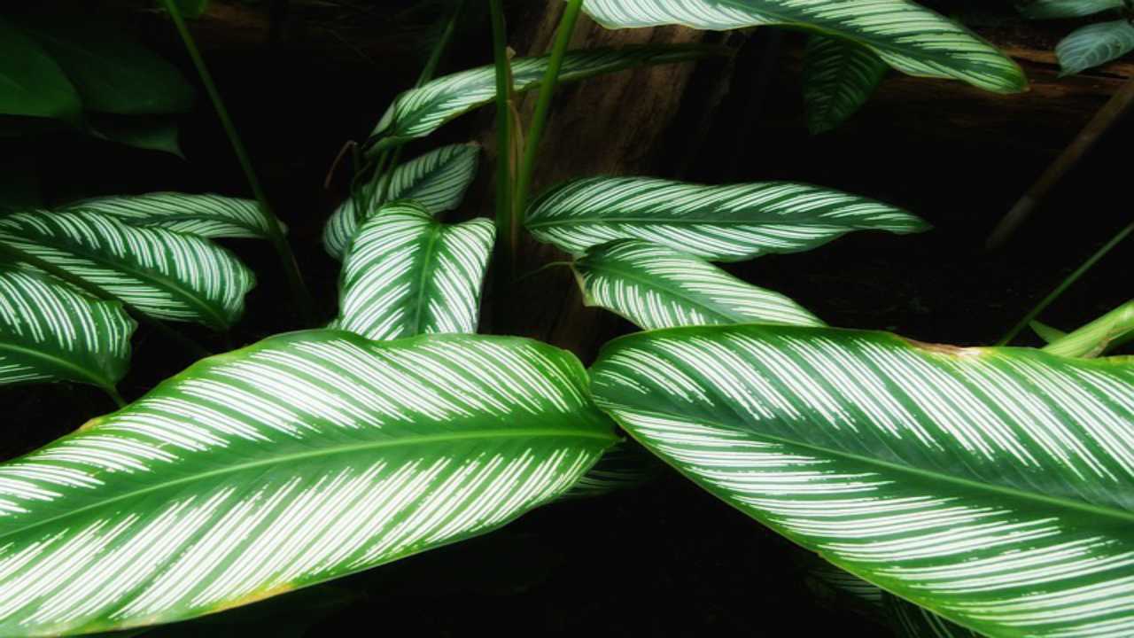 fogliame pianta natura