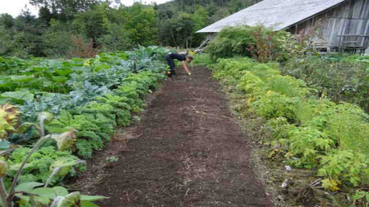 campo ortaggi coltivazione