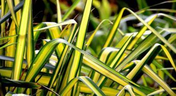 Chlorophytum, migliora la qualità dell’aria: come coltivarla in poche mosse oggi