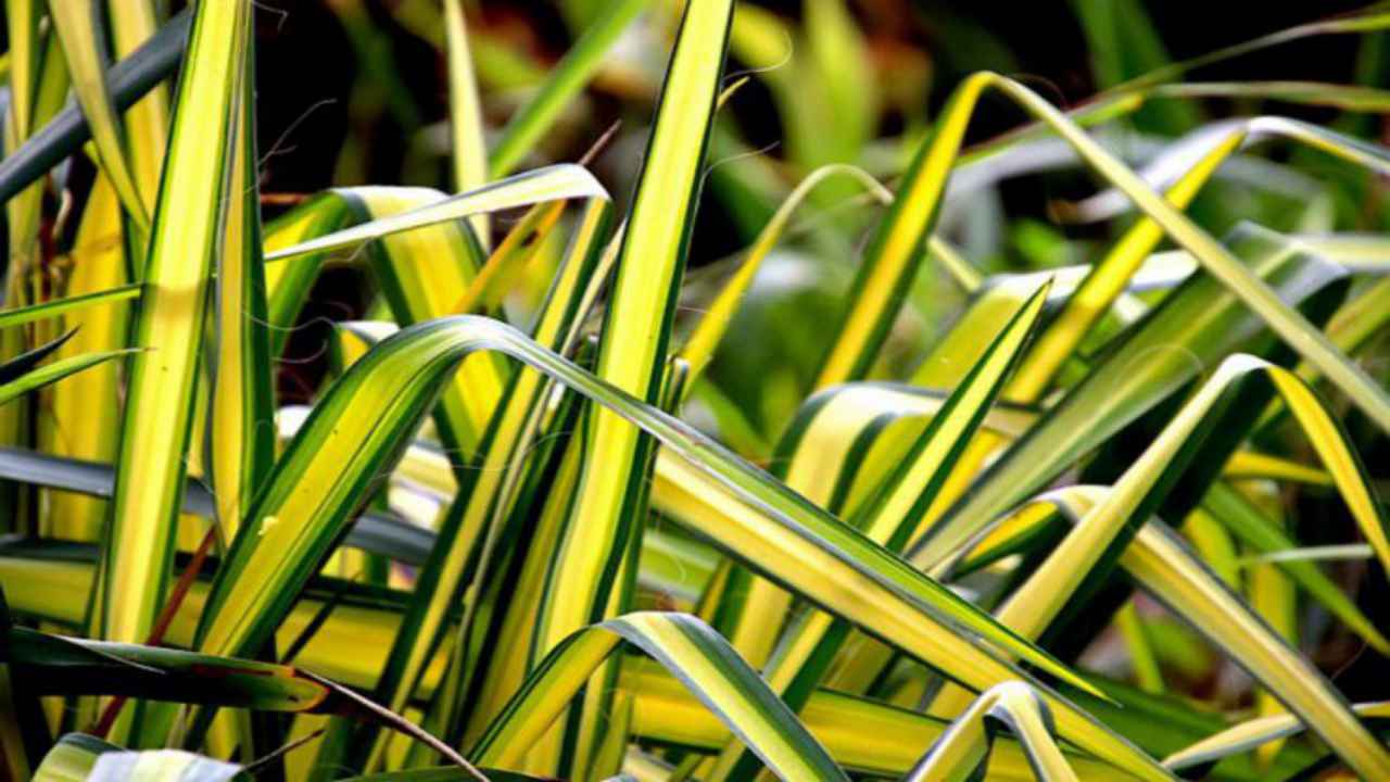 chlorophytum pianta natura