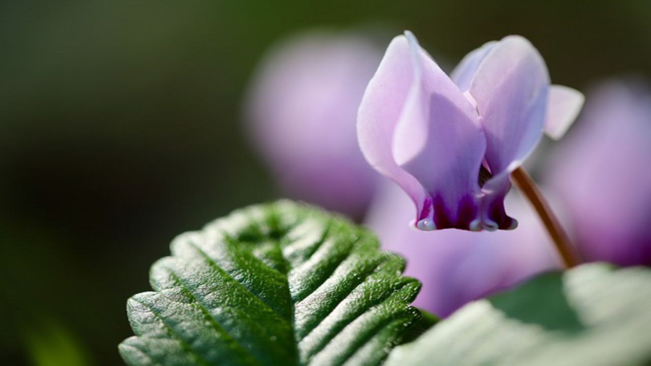 ciclamino foglia petali