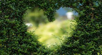 Sempreverdi in giardino, le specie migliori da piantare tutto l’anno