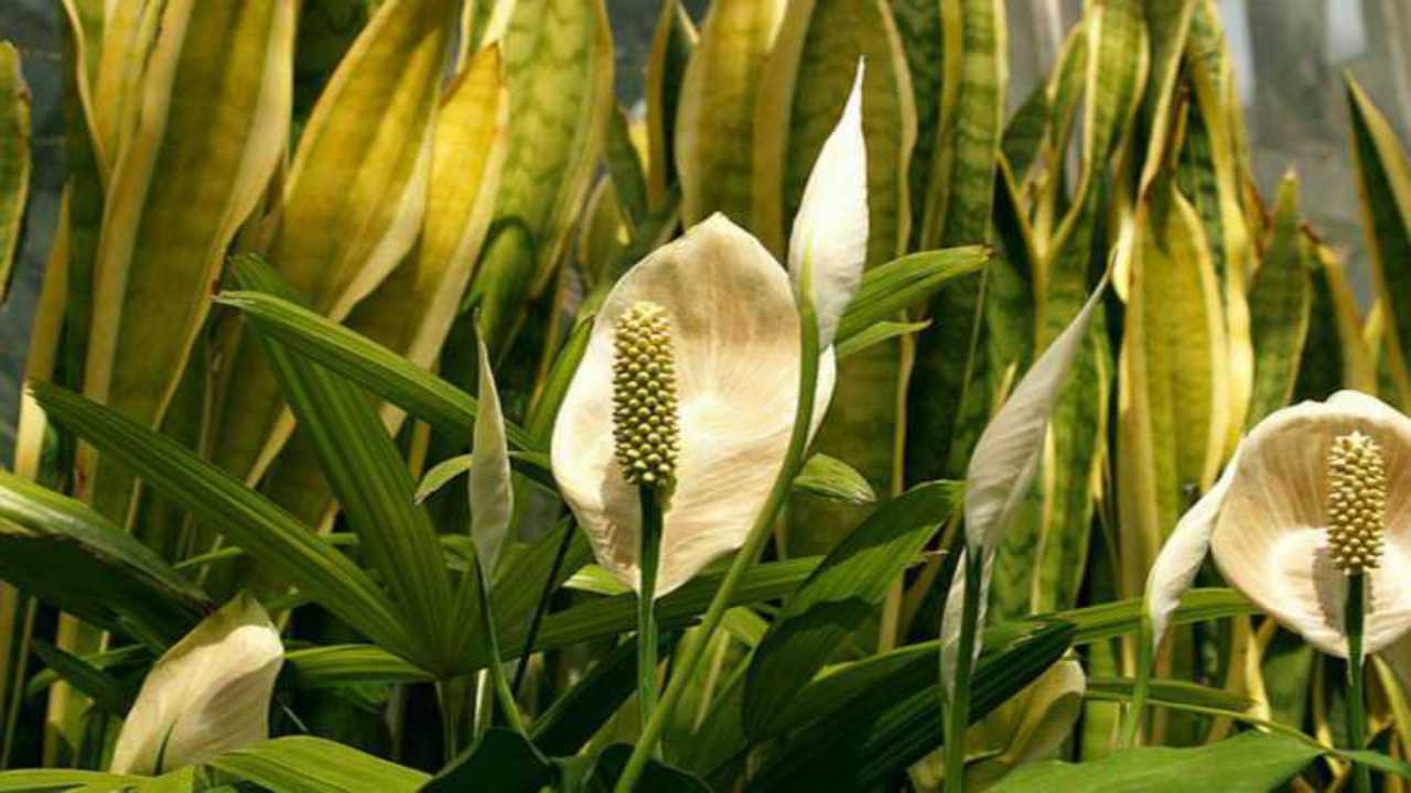 fiore bianco pianta