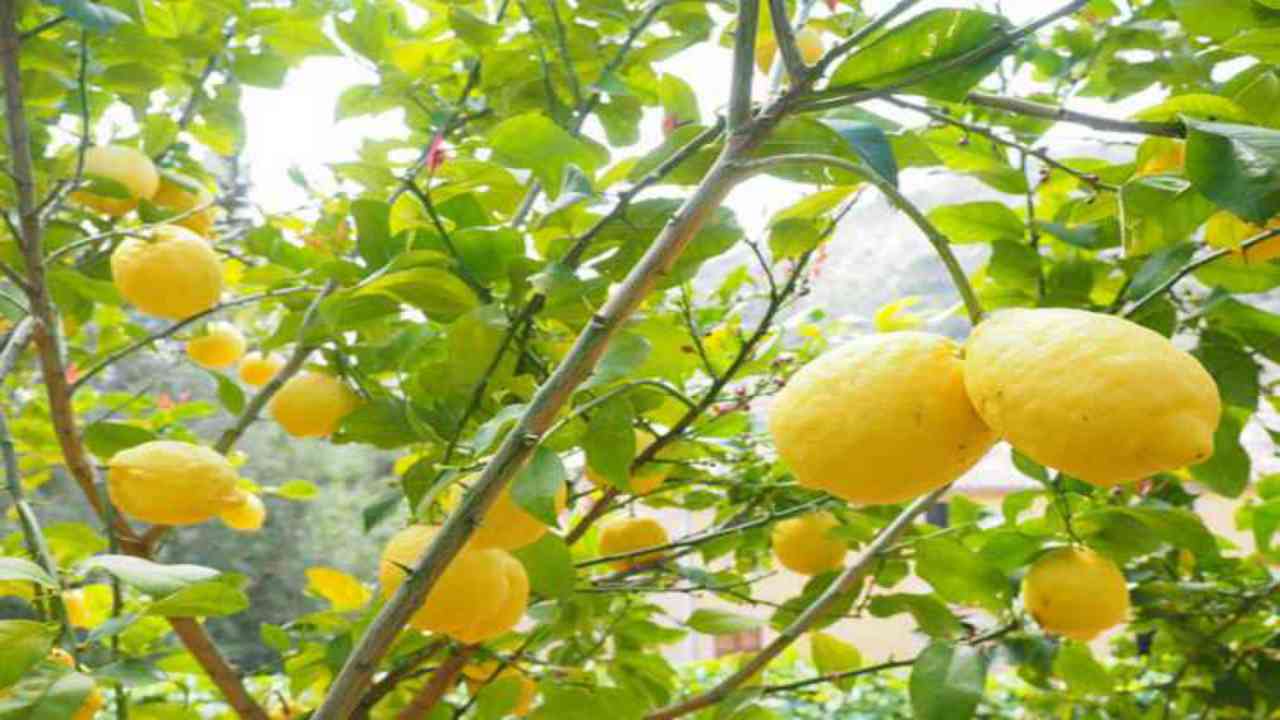 limoni foglie natura