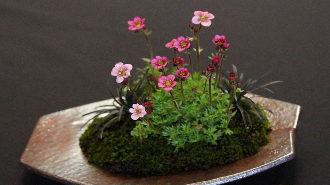 kusamono erbacce giovano ambiente scopriamo questo bonsai