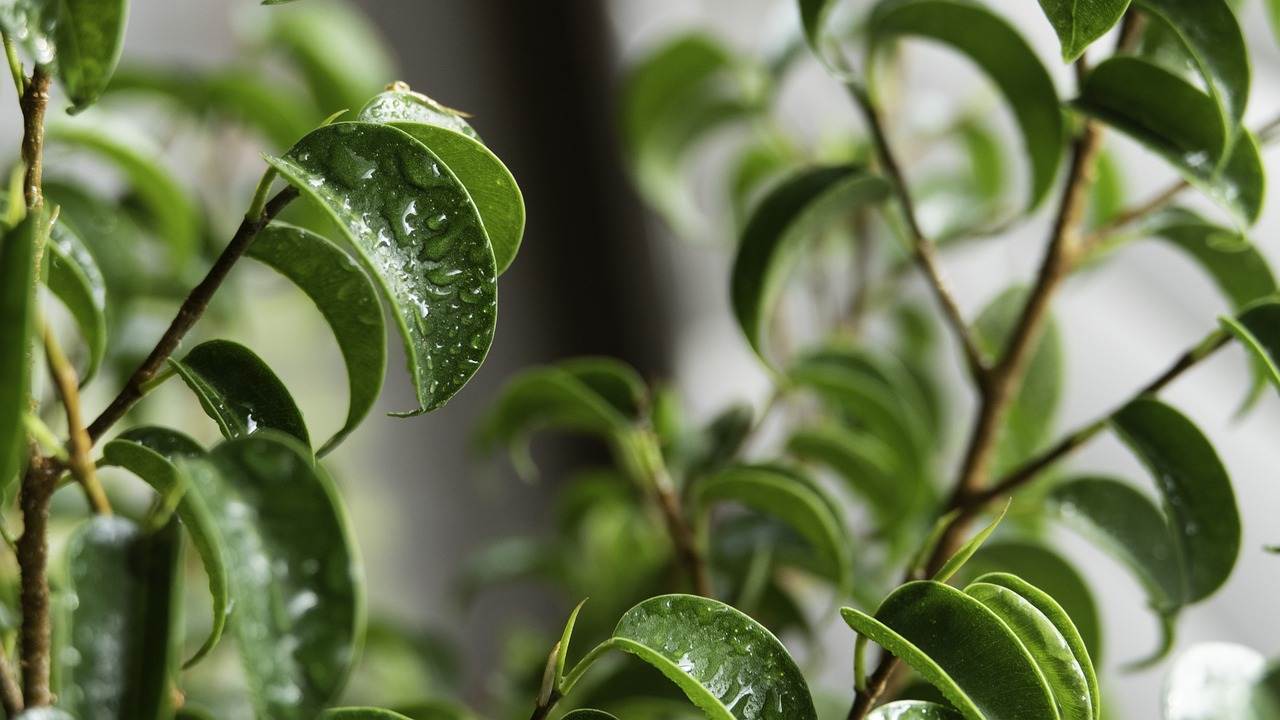 posizionamento ideale per il Ficus Bonsai