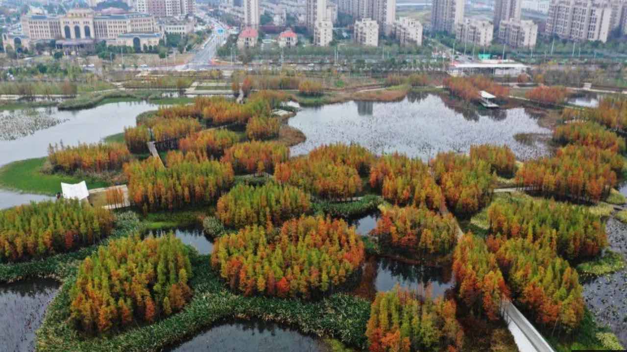 foresta galleggiante Cina