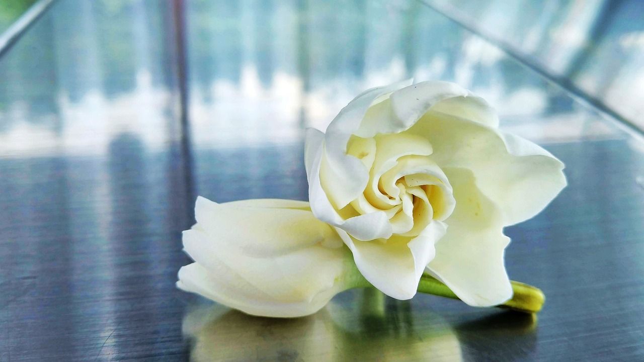 gardenia significato pochi conoscono bellissimo