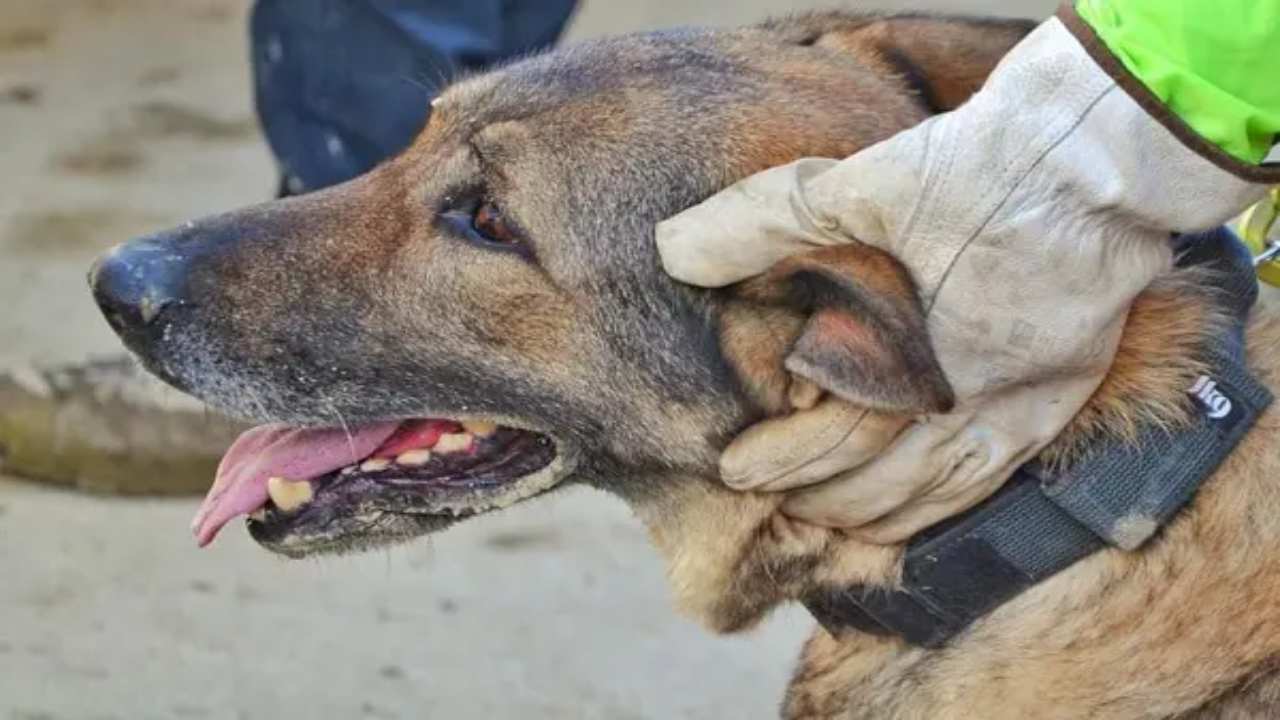 cani eroi scavano insieme soccorritori ischia