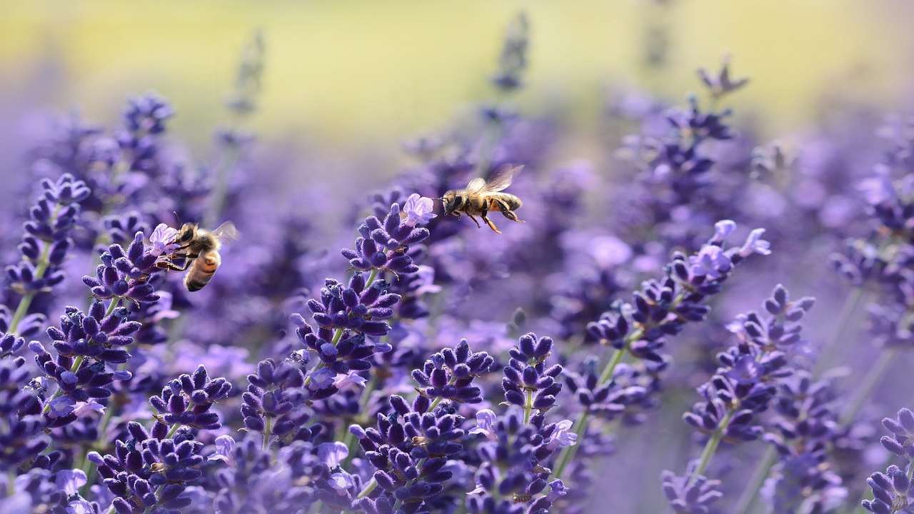 insetti pianeta lavanda