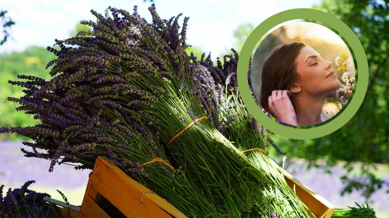 Pianta di lavanda profumata