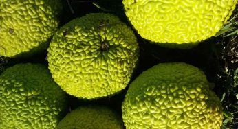 Se trovi questo frutto non mangiarlo: potresti stare malissimo