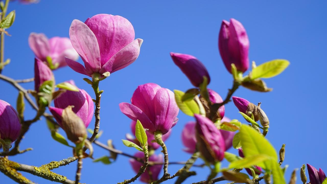 Magnolia denudata rosa