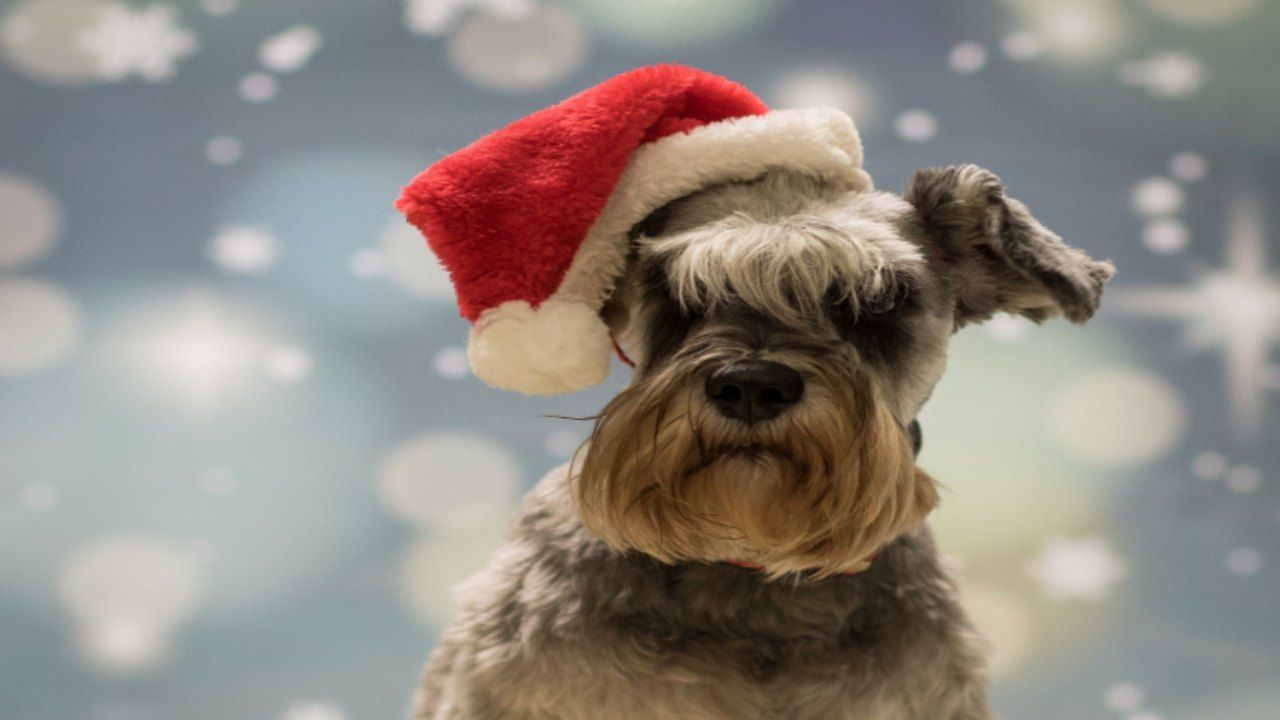 Schnauzer cane Natale