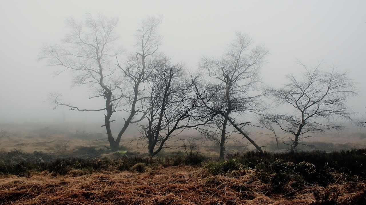 lo spettacolo aberrante della natura morta: la scienza lancia l'allarme