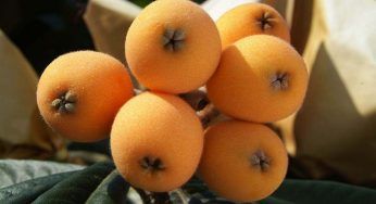Potatura del nespolo, non puoi di certo farla a caso: tutti i consigli utili