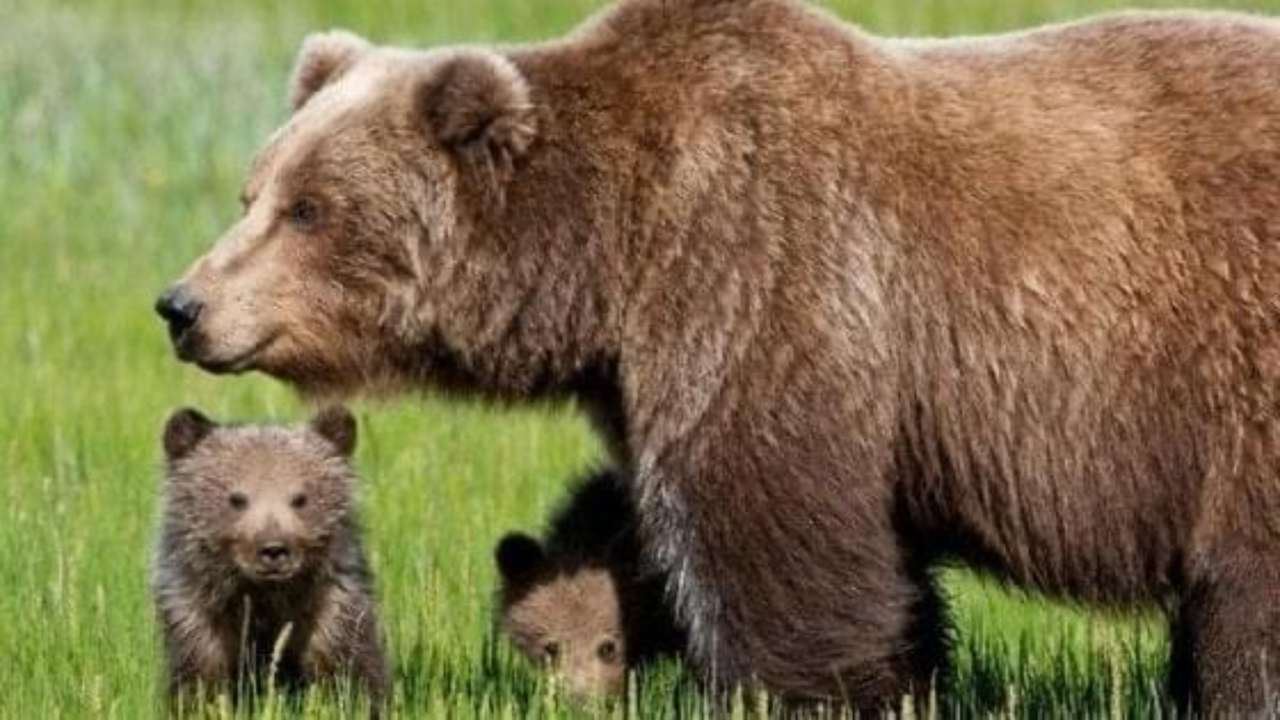 orso marsicano vegetariani tranquilli