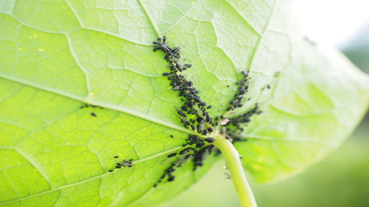 foglia verde parassiti