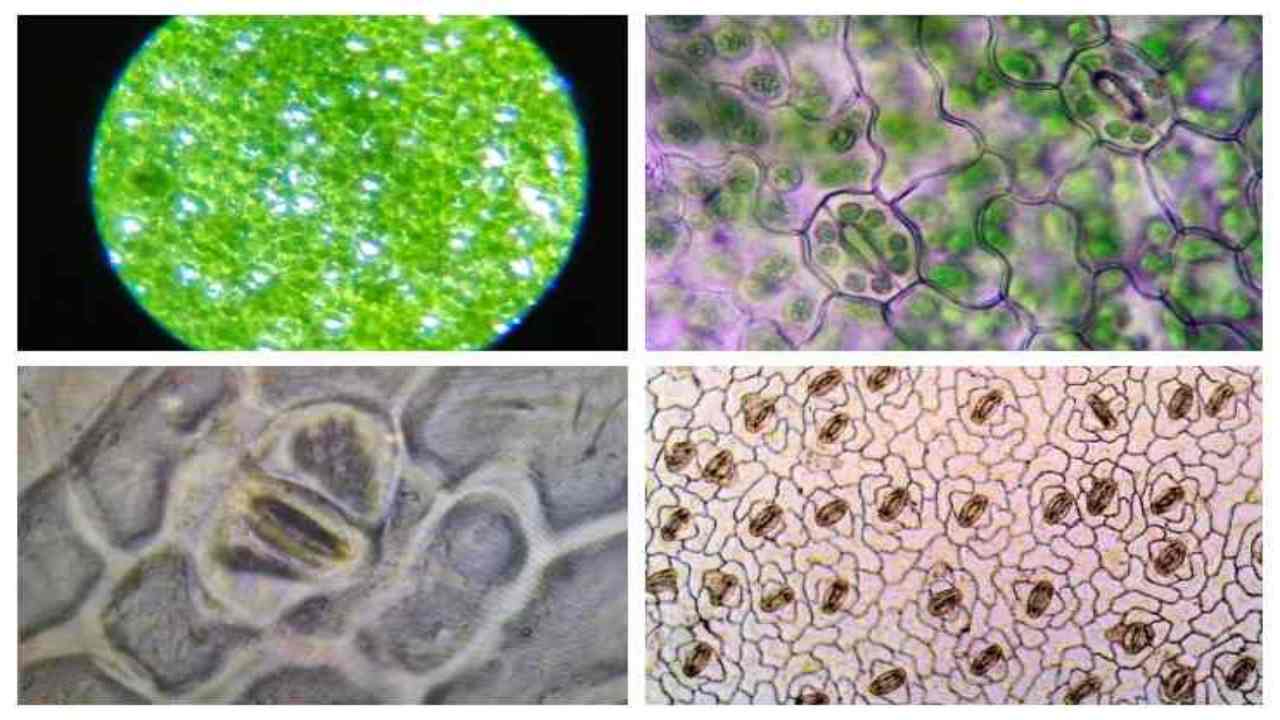 stomi regolazione acqua piante scoperta