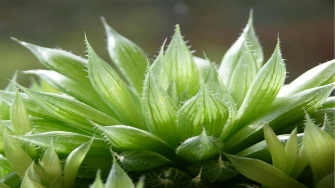 Haworthia Cooperi succulenta sembra essere vetro trasparente