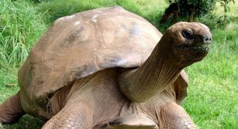 Jonathan compie 190 anni, è la tartaruga più vecchia al mondo: tanti auguri!