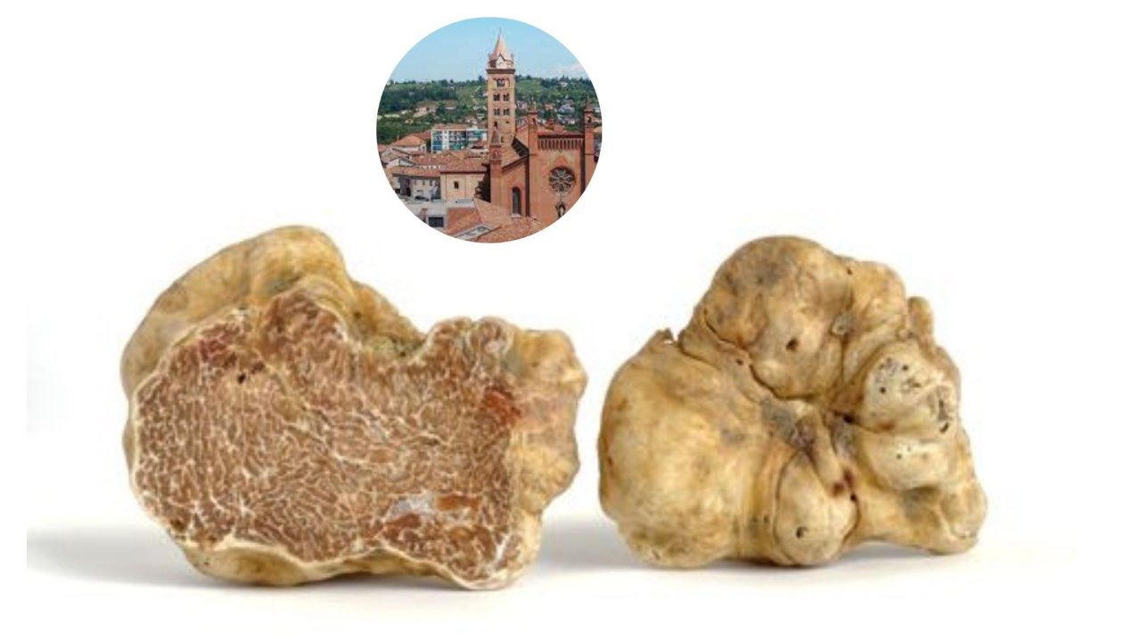 tartufo bianco alba fiera