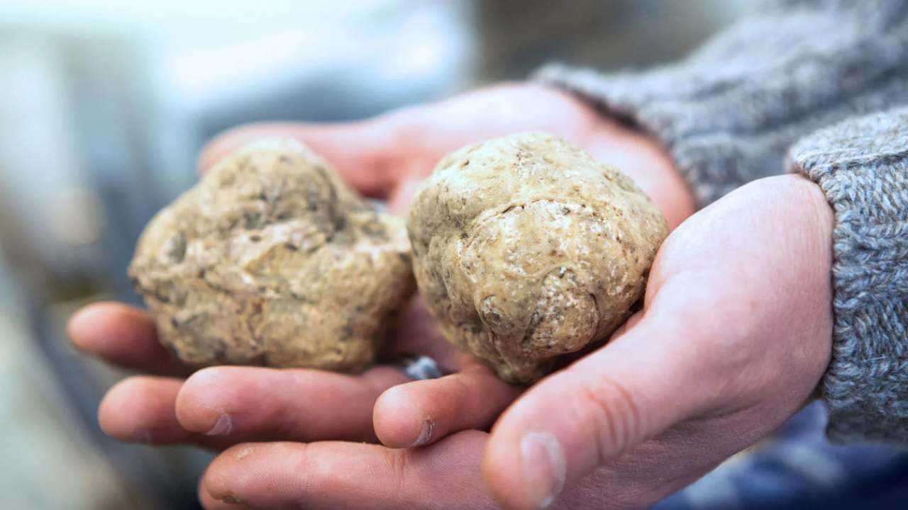 tartufo come conservarlo modo corretto durerà tantissimo