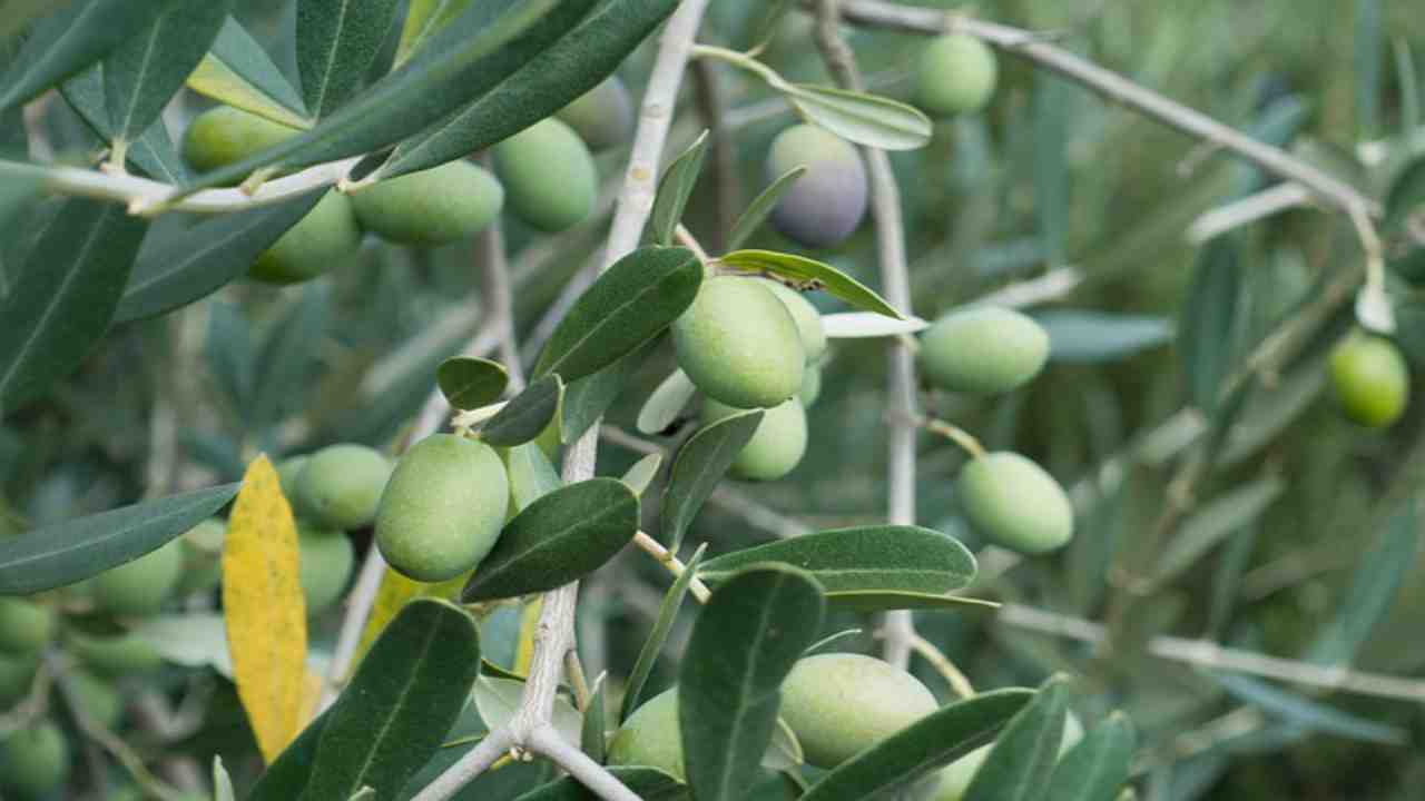 olive verdi pianta