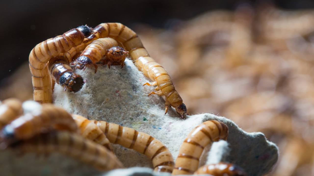 vermi mangia plastica realtà finzione scoperta sconcertante