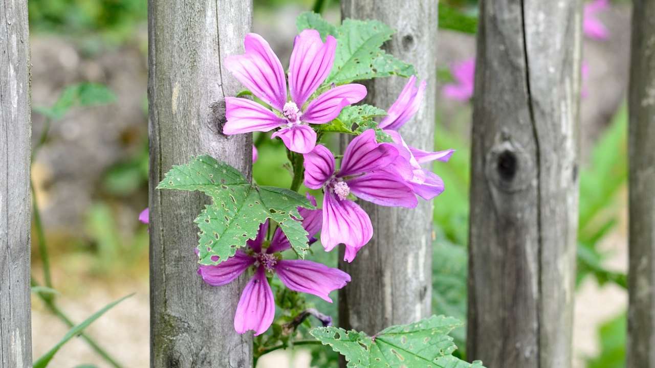 malva selvatica toccasana tuo benessere come adoperarla