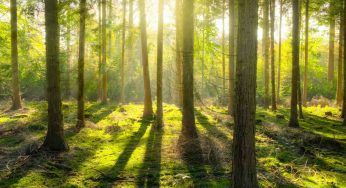 Nel mondo ci sono più alberi, finalmente una bella notizia