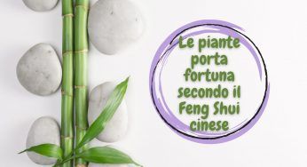 Attira a te la fortuna: le piante da comprare secondo il Feng Shui