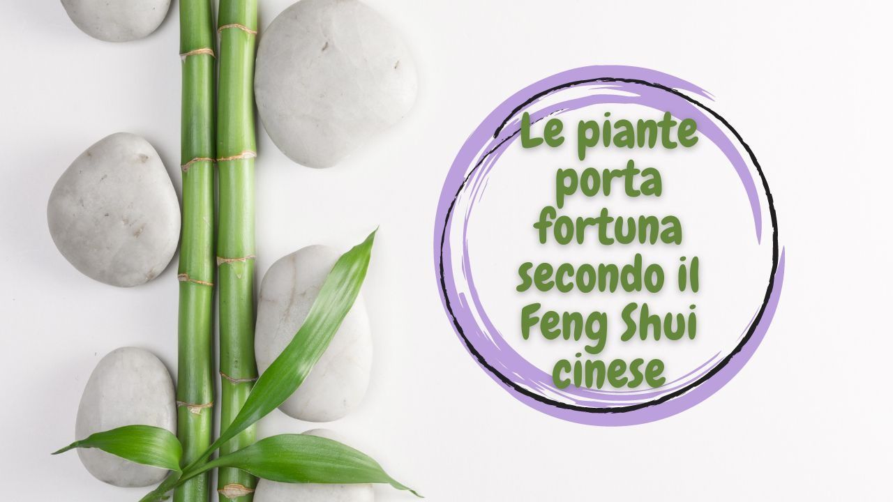 Feng Shui piante fortuna