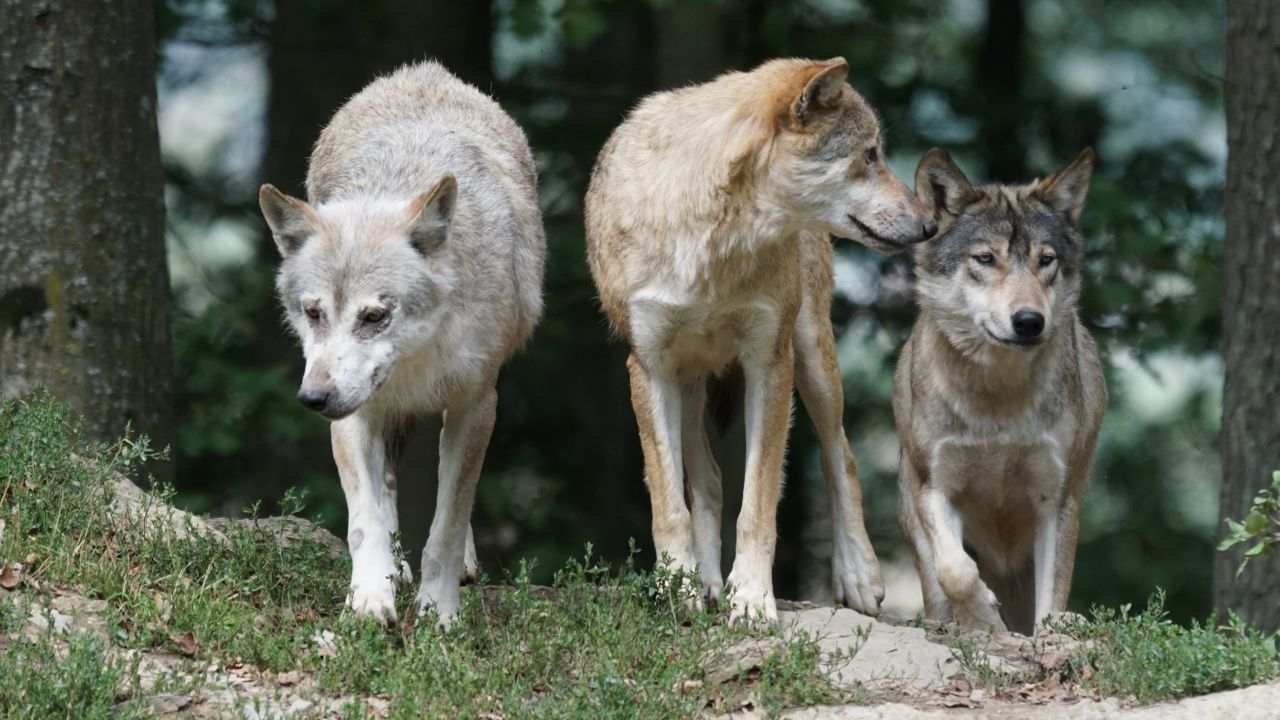 caccia lupi Svezia