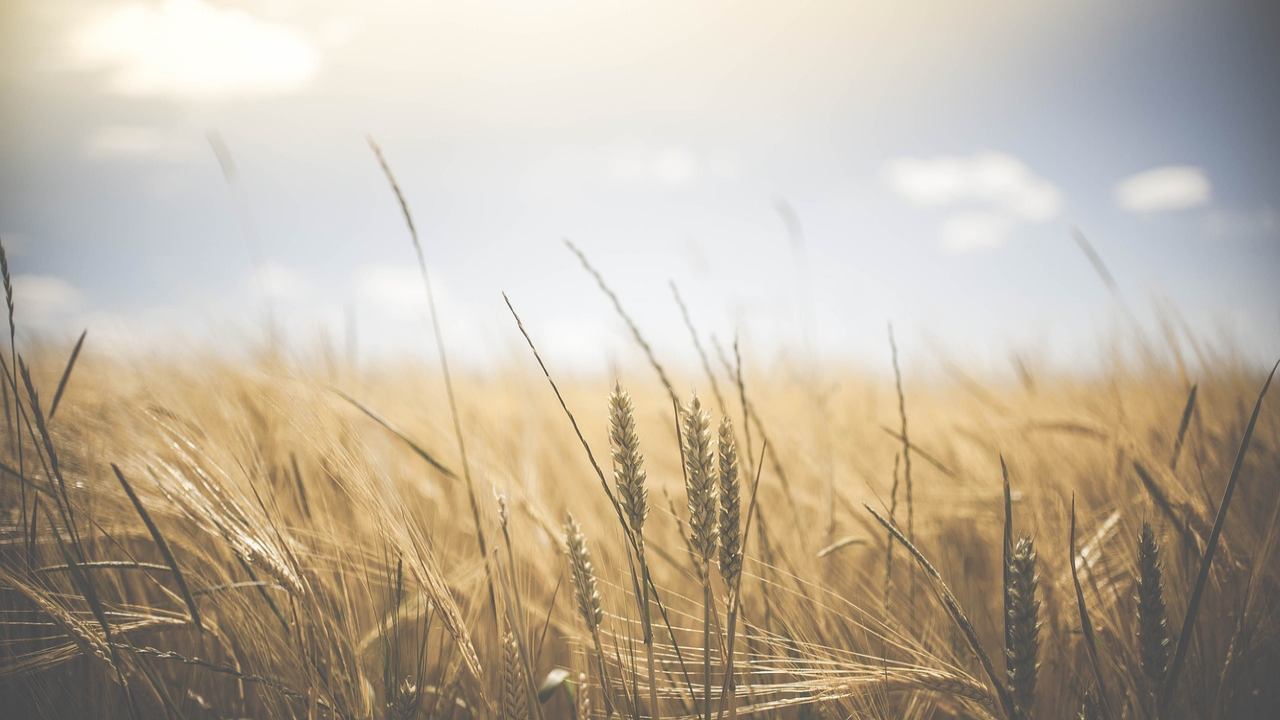 perché gran bretagna aiuta agricoltori