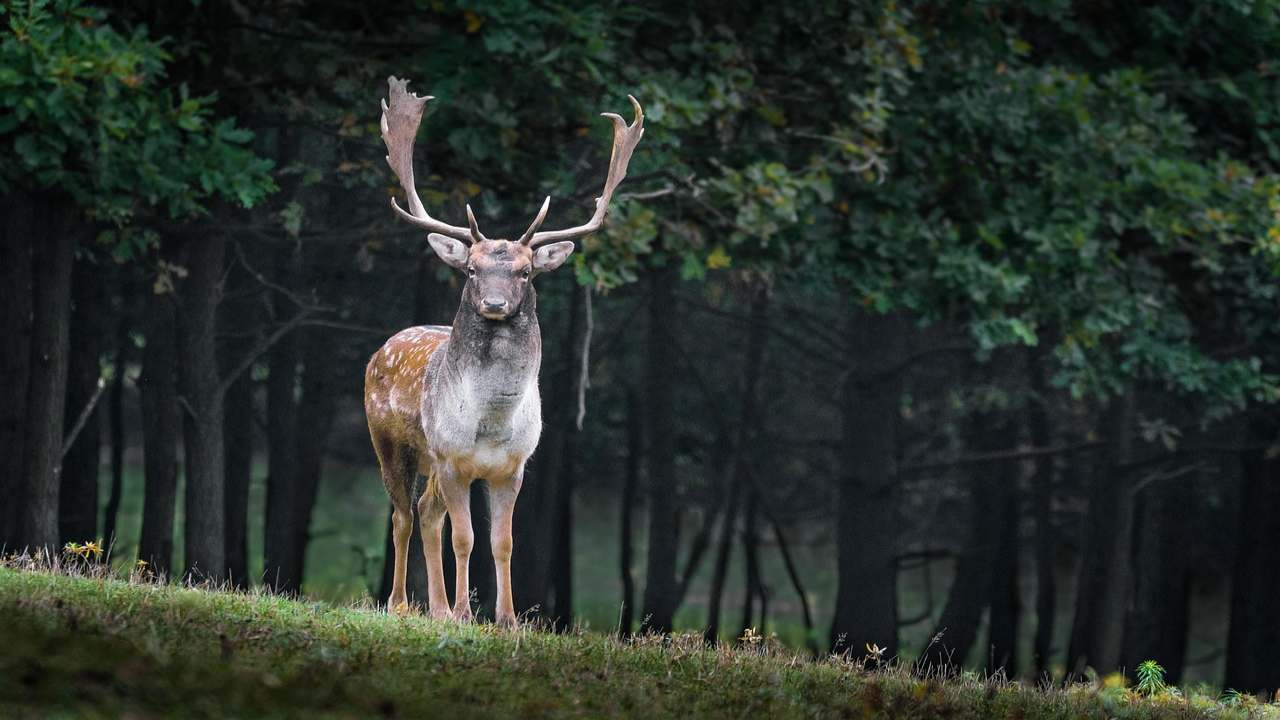 danimarca cervi habitat naturale